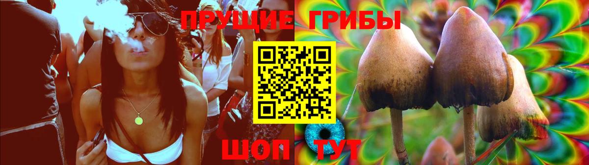 Псилоцибиновые грибы Psilocybe Анжеро-Судженск